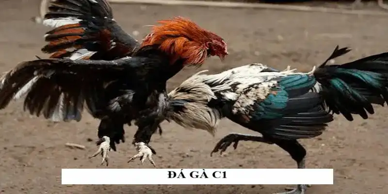đá gà c1