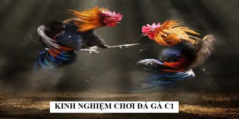 Kinh nghiệm đặt cược chuẩn bài nhất