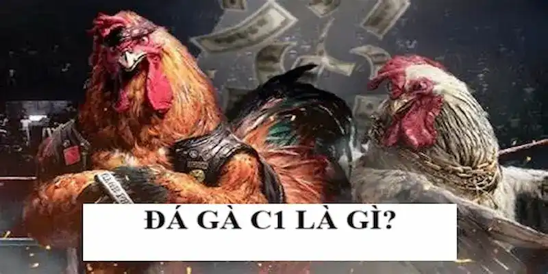 Thể loại đá gà C1 là gì